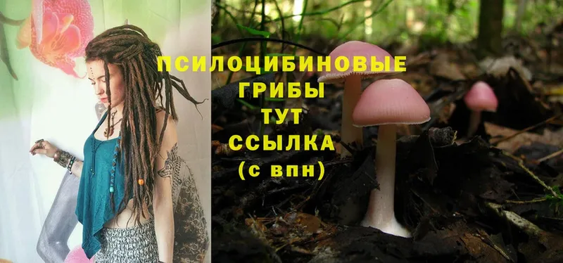 Псилоцибиновые грибы Psilocybe  Шуя 